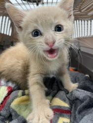 Shelter Stray Male Cat last seen Near 50th Street, San Diego, CA, 92115, 5500 Gaines St, San Diego, CA 92110, USA