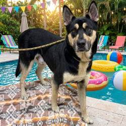 Shelter Stray Male Dog last seen SE 148th ad SE Division St, PORTLAND, OR, 97233, 1700 W Historic Columbia River Hwy, Troutdale, OR 97060, USA