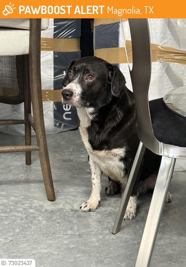 Found/Stray Male Dog last seen Coleman Rd by the storage unit, Magnolia, TX 77355