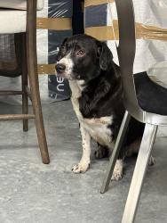 Found/Stray Male Dog last seen Coleman Rd by the storage unit, Magnolia, TX 77355