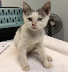 Shelter Stray Male Cat last seen 33rd St, San Diego, CA, 92102, 5500 Gaines St, San Diego, CA 92110, USA