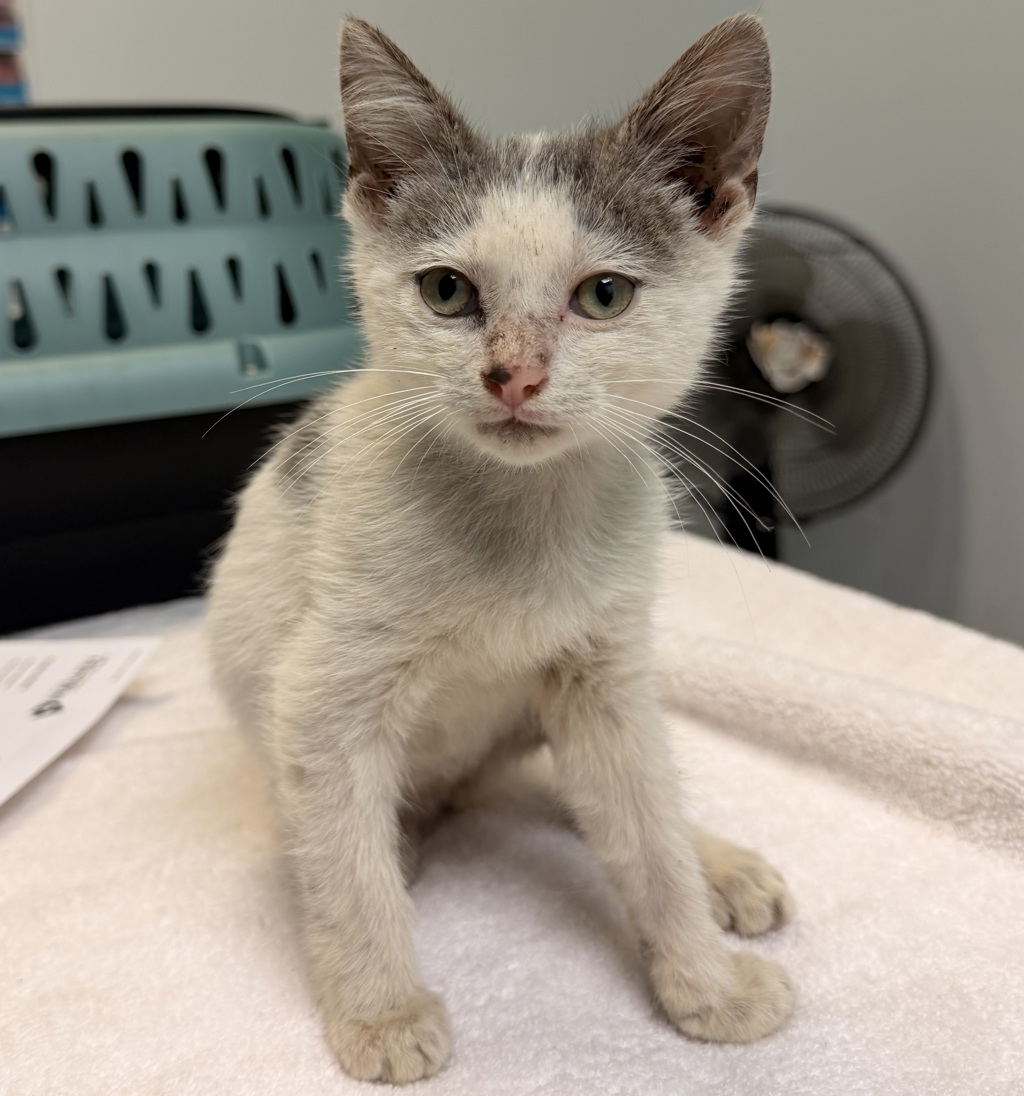 Shelter Stray Male Cat last seen 33rd St, San Diego, CA, 92102, 5500 Gaines St, San Diego, CA 92110, USA