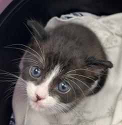 Shelter Stray Female Cat last seen backyard, San Diego, CA, 92173, 5500 Gaines St, San Diego, CA 92110, USA