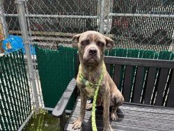 Shelter Stray Male Dog last seen E 112 Street, NEW YORK, NY, 10029, 326 E 110th St, New York, NY 10029, USA