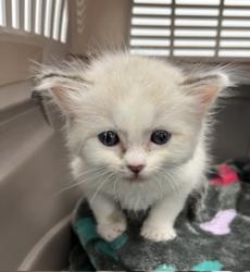 Shelter Stray Male Cat last seen backyard, San Diego, CA, 92173, 5500 Gaines St, San Diego, CA 92110, USA
