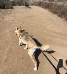 Shelter Stray Female Dog last seen Near Peach Avenue, Santee, CA, 92071, El Cajon, CA 92020, USA