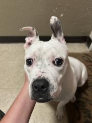 Shelter Stray  Dog last seen Near Coach Circle, VIRGINIA BEACH, VA, 23462, 341 S Birdneck Rd, Virginia Beach, VA 23451, USA