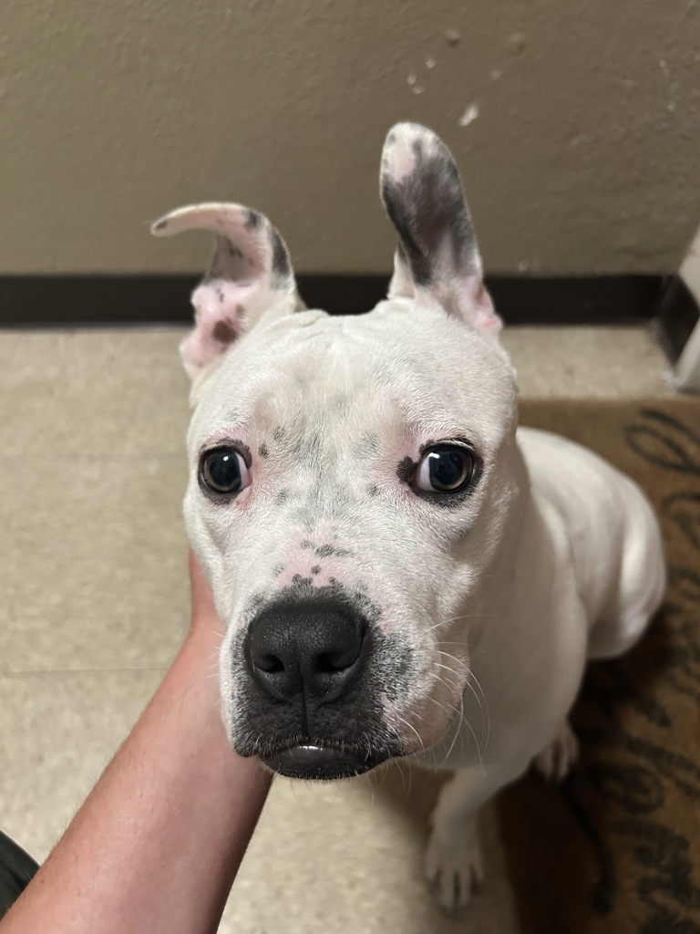 Shelter Stray  Dog last seen Near Coach Circle, VIRGINIA BEACH, VA, 23462, 341 S Birdneck Rd, Virginia Beach, VA 23451, USA