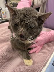 Shelter Stray Male Cat last seen Riverterrace Road, South Chesterfield, VA, 23803, 9300 Public Works Rd, Chesterfield, VA 23832, USA