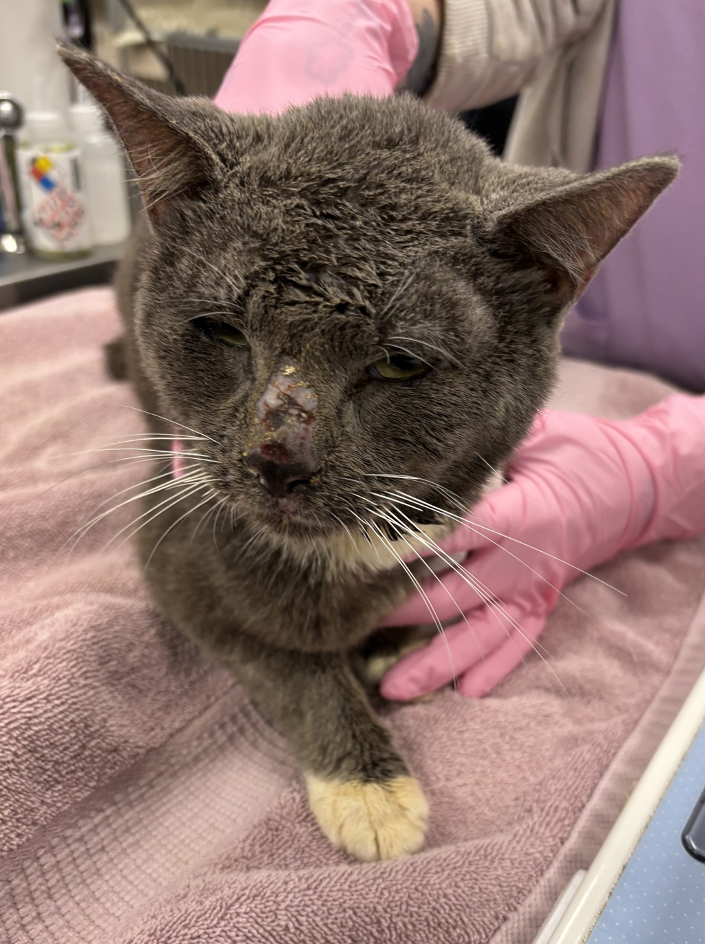 Shelter Stray Male Cat last seen Riverterrace Road, South Chesterfield, VA, 23803, 9300 Public Works Rd, Chesterfield, VA 23832, USA