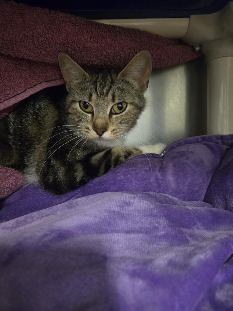 Shelter Stray Female Cat last seen MD, 411 Maxwell Frye Rd, Millersville, MD 21108, USA