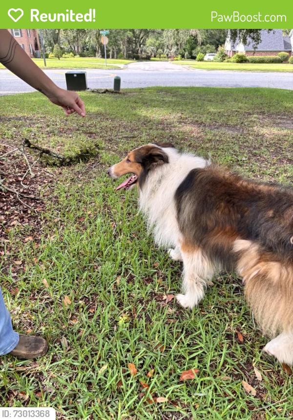 Reunited Male Dog last seen Killarney Way, Tallahassee, FL 32309