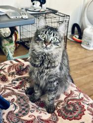Lost Female Cat last seen N Huntington St and Fourth street, San Fernando, San Fernando, CA 91340