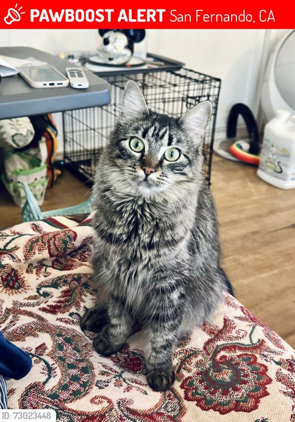 Lost Female Cat last seen N Huntington St and Fourth street, San Fernando, San Fernando, CA 91340