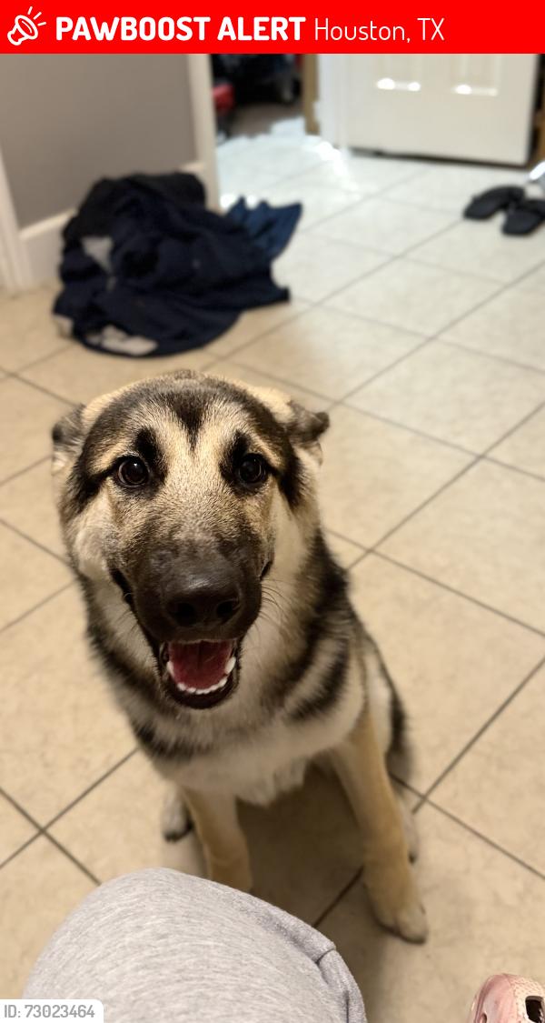 Lost Male Dog last seen Longridge , Houston, TX 77055