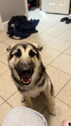 Lost Male Dog last seen Longridge , Houston, TX 77055