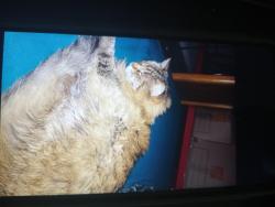 Lost Female Cat last seen Blacklidge and castro, Tucson, AZ 85705
