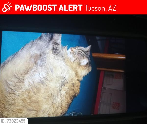 Lost Female Cat last seen Blacklidge and castro, Tucson, AZ 85705