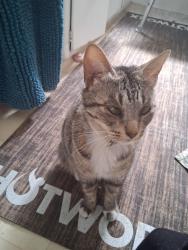 Lost Female Cat last seen 9th and front Alhambra ca 91801, Alhambra, CA 91801