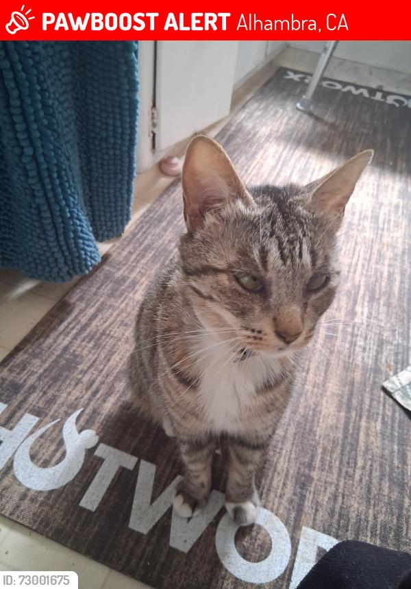Lost Female Cat last seen 9th and front Alhambra ca 91801, Alhambra, CA 91801