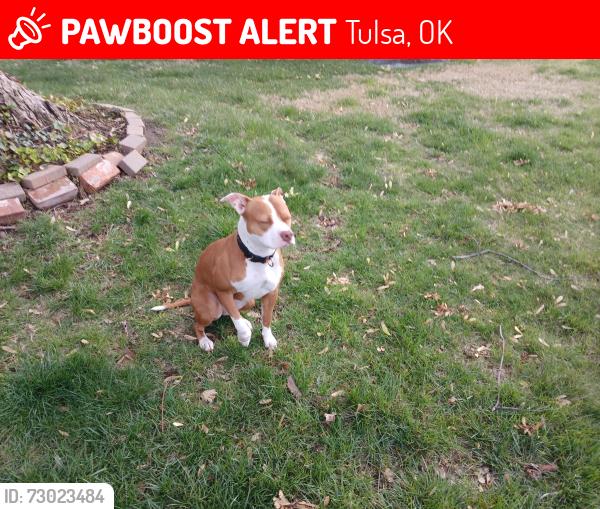 Lost Female Dog last seen Cimarron travel center between Enid and Tulsa on 412, Tulsa, OK 74103