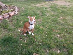 Lost Female Dog last seen Cimarron travel center between Enid and Tulsa on 412, Tulsa, OK 74103
