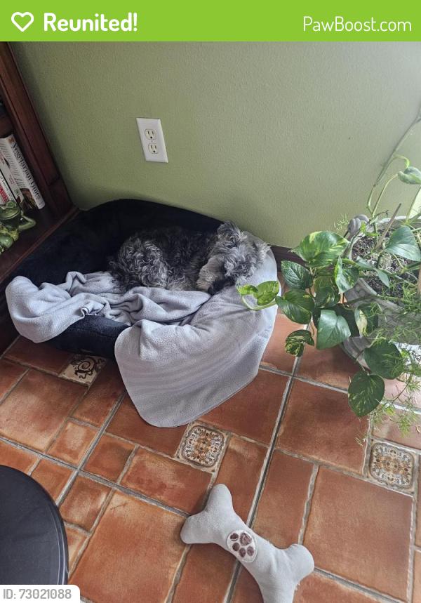 Reunited Female Dog last seen Avelar Ridge, Riverview, FL 33578