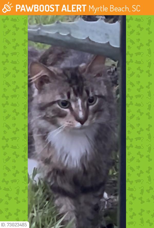 Found/Stray Unknown Cat last seen The farms, Myrtle Beach, SC 29579