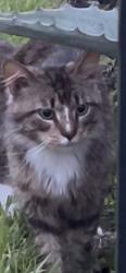 Found/Stray Unknown Cat last seen The farms, Myrtle Beach, SC 29579