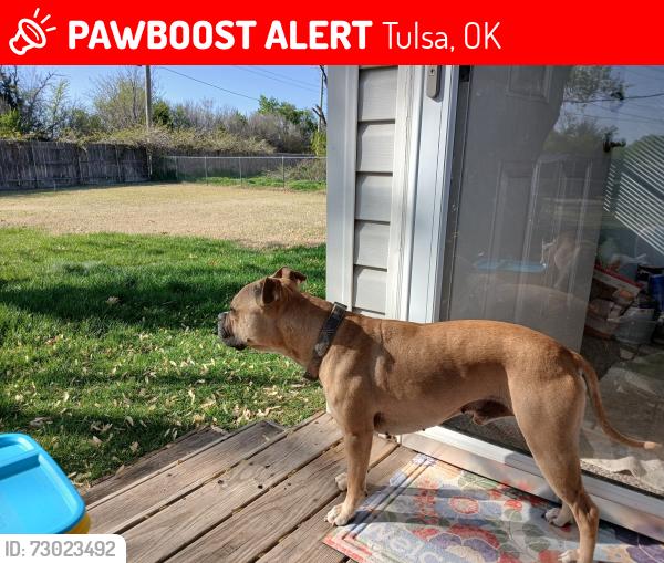 Lost Male Dog last seen Cimarron travel plaza between Enid and Tulsa on highway 412, Tulsa, OK 74103