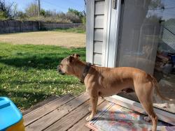 Lost Male Dog last seen Cimarron travel plaza between Enid and Tulsa on highway 412, Tulsa, OK 74103