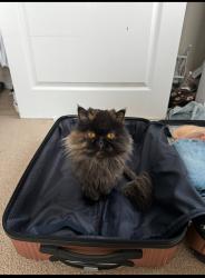 Lost Female Cat last seen Highway 2 and 104th , Commerce City, CO 80022