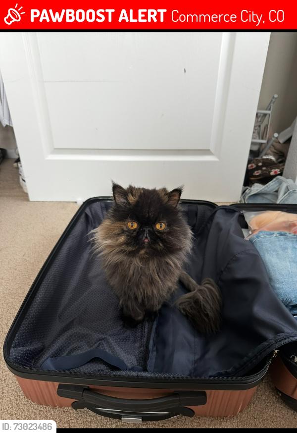 Lost Female Cat last seen Highway 2 and 104th , Commerce City, CO 80022