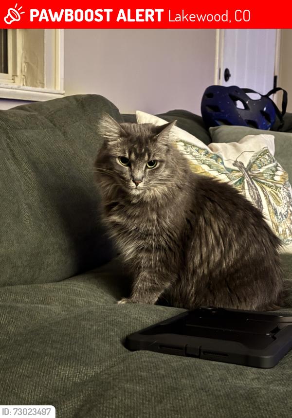 Lost Female Cat last seen Wadsworth and Upham, Lakewood, CO 80232