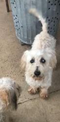 Lost Male Dog last seen Nicole and Lark, Pasadena, TX 77503