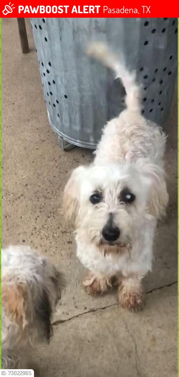 Lost Male Dog last seen Nicole and Lark, Pasadena, TX 77503