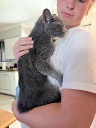 Found/Stray Male Cat last seen Near Medallion Cir, Waco TX 76706 it was in my backyard, Waco, TX 76706