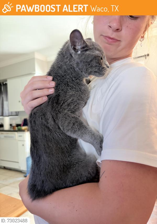 Found/Stray Male Cat last seen Near Medallion Cir, Waco TX 76706 it was in my backyard, Waco, TX 76706