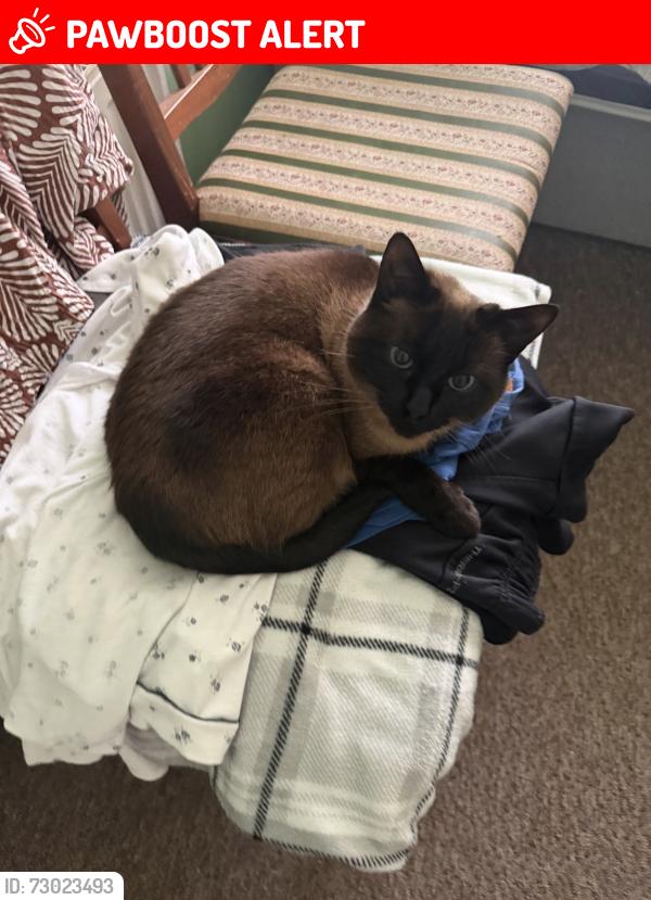 Lost Female Cat last seen Murano Street , Glasgow City, Scotland G20