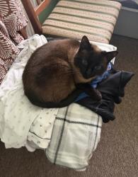 Lost Female Cat last seen Murano Street , Glasgow City, Scotland G20