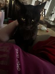 Lost Female Cat last seen Missouri city Texas Quail Valley golf course, Missouri City, TX 77459