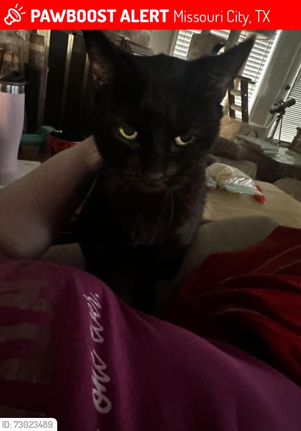 Lost Female Cat last seen Missouri city Texas Quail Valley golf course, Missouri City, TX 77459