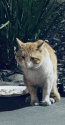 Found/Stray Unknown Cat last seen Charlotte and Raleigh , San Jose, CA 95123