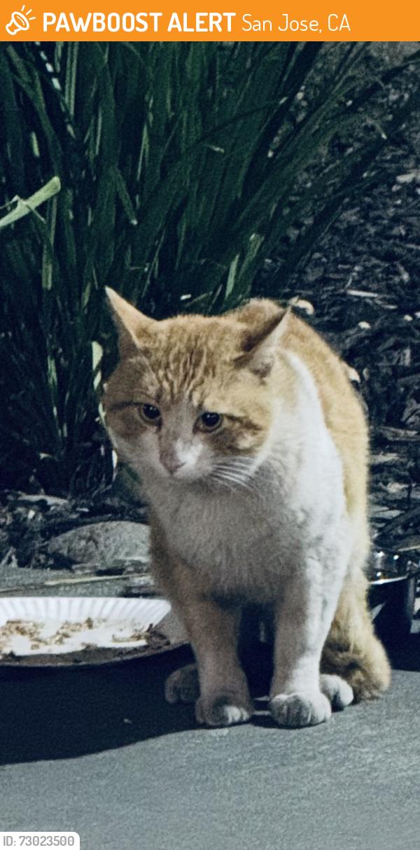 Found/Stray Unknown Cat last seen Charlotte and Raleigh , San Jose, CA 95123