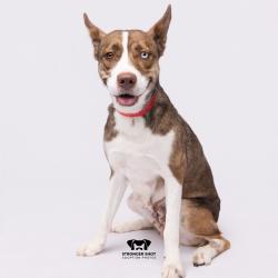 Shelter Stray Female Dog last seen , 3607 N Armenia Ave, Tampa, FL 33607, USA
