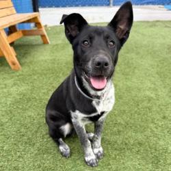Shelter Stray Unknown Dog last seen , 12910 Yukon Ave, Hawthorne, CA 90250, USA