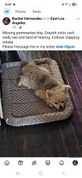 Lost Male Dog last seen South Duncan Ave and 6th street , East Los Angeles, CA 90022