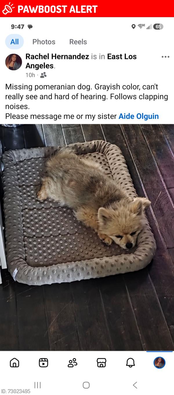 Lost Male Dog last seen South Duncan Ave and 6th street , East Los Angeles, CA 90022