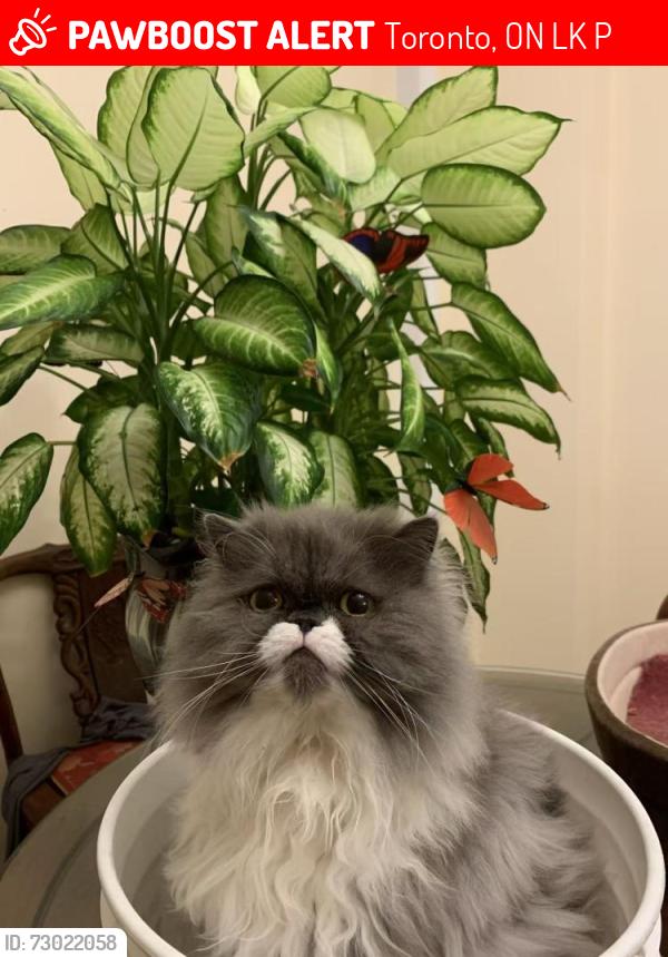 Lost Female Cat last seen steeles and dufferin, Toronto, ON L4K 2P7