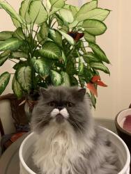Lost Female Cat last seen steeles and dufferin, Toronto, ON L4K 2P7